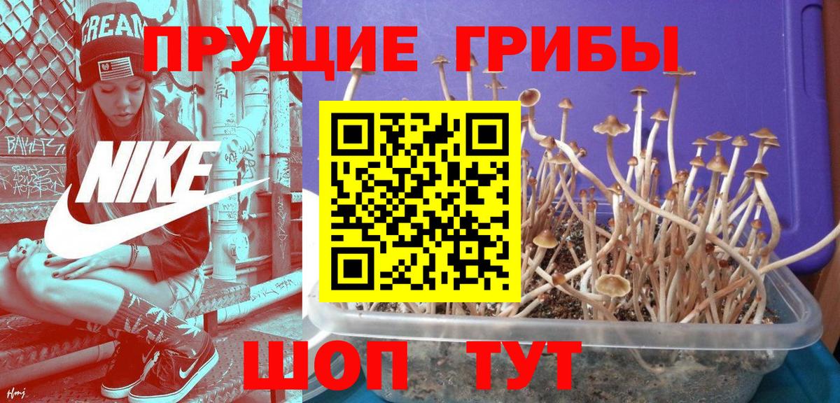 где купить наркоту  Галлюциногенные грибы мицелий  Вход с VPN  Дзержинск 